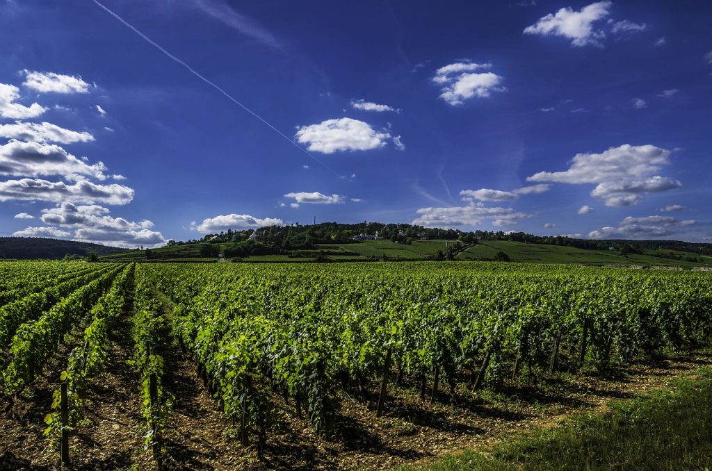 route des vins bourgogne 1