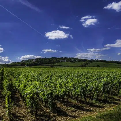 route des vins bourgogne